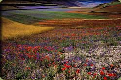 Lo spettacolo della fioritura a Castelluccio