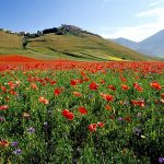 La fioritura a Castelluccio di Norcia