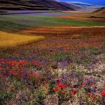 La fioritura a Castelluccio di Norcia